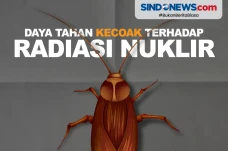 Daya Tahan Tubuh Kecoak...