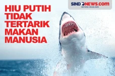 Ikan Hiu Putih Ternyata...