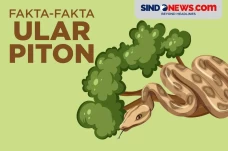 9 Fakta Menarik Tentang...