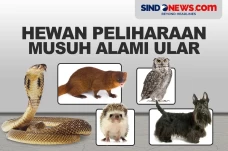 Empat Hewan Peliharaan...