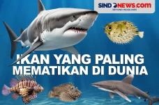 Lima Ikan yang Paling...
