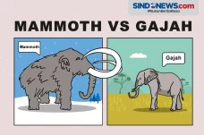 Perbedaan Mammoth dan...