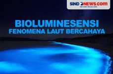 Bioluminesensi, Fenomena...