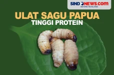 Ulat Sagu Papua, Larva...