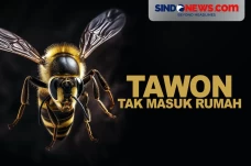 Tips Supaya Tawon Tidak...