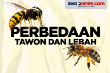 Terlihat Serupa, Berikut...