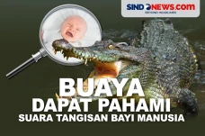 Ternyata Buaya Dapat...