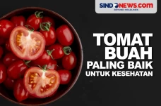 Ternyata Tomat Buah...