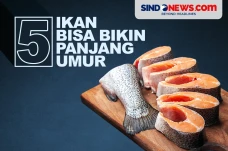 Cukup Makan 2 Kali Seminggu,...