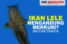 Benarkah Ikan Lele Mengandung...