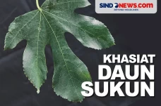Penyakit Berbahaya yang...