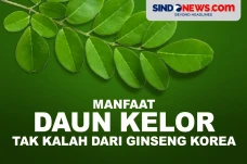 Daun Kelor Memiliki...