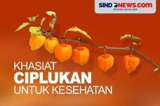 10 Khasiat Buah Ciplukan...
