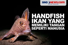 Handfish, Ikan Langka...