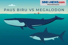 Perbandingan Hiu Megalodon...