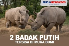 Di Ambang Kepunahan,...