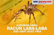 Ilmuwan Ubah Racun Laba-laba...