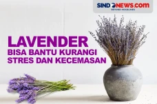 Lavender, Tanaman Hias...