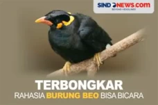Terbongkar, Rahasia...