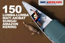 Ratusan Lumba-Lumba...