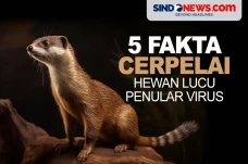 5 fakta Cerpelai, salah...