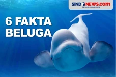 6 Fakta Beluga, Paus...