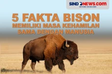 5 Fakta Bison, Hewan...