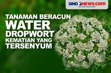 Tanaman Beracun Water...