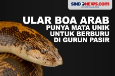 Ular Boa Arab, Punya...