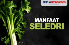Manfaat Seledri yang...