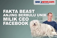 Fakta Menarik Beast,...