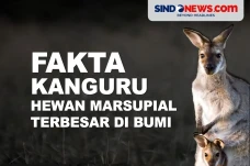 Fakta Kanguru, Hewan...