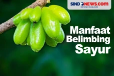 Manfaat Belimbing Sayur,...