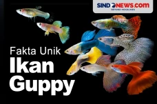 Fakta Unik Ikan Guppy,...