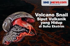 Volcano Snail, Siput...