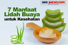 7 Manfaat Lidah Buaya...