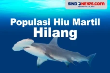 Populasi Hiu Martil...