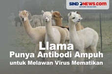Llama Punya Antibodi...