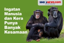 Ingatan Manusia dan...