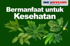 5 Buah yang Daunnya...