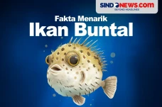 Fakta Menarik Ikan Buntal,...