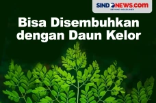 Kaya Manfaat, Daun Kelor...