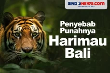 Penyebab Punahnya Harimau...