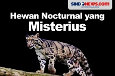 Tak Kalah dari Harimau...
