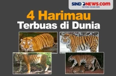 4 Harimau Terbuas di...