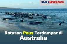 Ratusan Paus Pilot Terdampar...