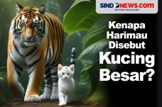 Kenapa Hariman Sering...