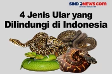 Jangan Dipelihara! Berikut...