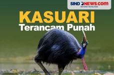 Burung Kasuari Asal...