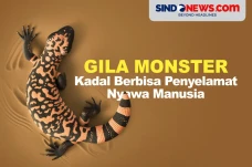 Gila Monster, Kadal...
